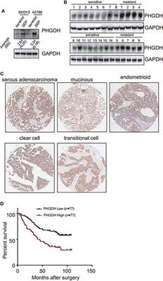 PHGDH Is Upregulated at Translational Level and Implicated in Platin-Resistant in Ovarian Cancer Cells